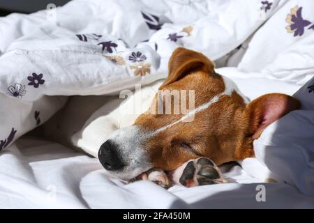 Carino Jack Russel terrier cucciolo con grandi orecchie dormire su un letto coperto di coperta. Piccolo adorabile doggy con divertenti macchie di pelliccia giacenti in adorabili posi Foto Stock