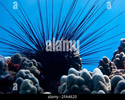 Riccio di mare nero lungo e verzello da vicino seduto tra coralli con sfondo blu d'acqua. Foto Stock