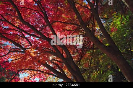 Guardando verso l'alto un certo numero di rami ombreggiati che tengono le foglie autunnali colorate dell'acero, con il sole appena visibile che splende attraverso il fogliame Foto Stock