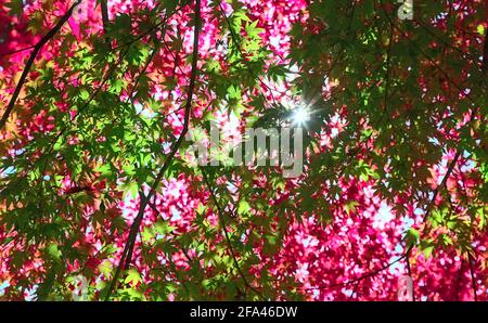 Vista di un colorato rosso e verde autunno baldacchino di L'acero giapponese parte in una giornata di sole Foto Stock