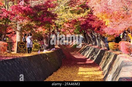 Guardando lungo il canale di drenaggio 'Momiji Tunnel' fiancheggiato da acero vicino al Lago Kawaguchi, cosparso di foglie rosse e arancioni in una giornata di sole in autunno Foto Stock