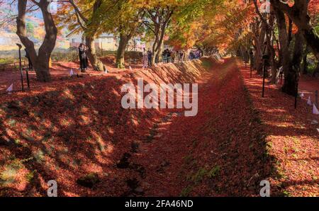 Guardando lungo il canale di drenaggio 'Momiji Tunnel' fiancheggiato da acero vicino al Lago Kawaguchi, cosparso di foglie rosse e arancioni in una giornata di sole in autunno Foto Stock