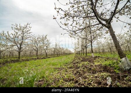 Piantagione di ciliegie frutteto vista ad angolo basso su fila di alberi in fiore con fiori bianchi Foto Stock