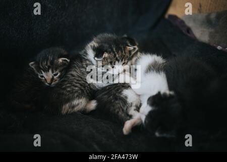 Primo piano di due simpatici gattini che giacciono insieme Foto Stock
