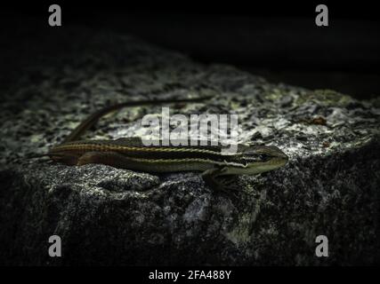 Comune cinque-foderato skink sulla roccia Foto Stock