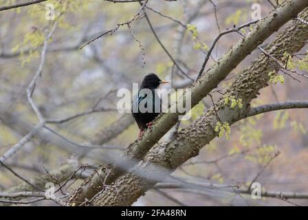 stalling comune nella stagione di allevamento arroccato su un ramo di albero che guarda al lato; scintillanti piume irrigue blu, verde, viola e nere Foto Stock