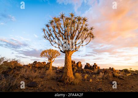 Quiver Tree nella Namibia meridionale Foto Stock