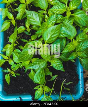 Giovani pianta di pepe verde in un contenitore verde Foto Stock