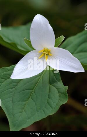 Western Trillium Trillium ovatum, Cowichan Valley, Vancouver Island, British Columbia, Canada Foto Stock