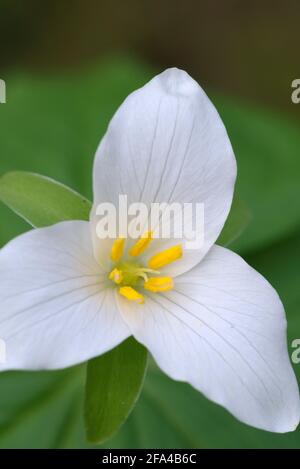 Western Trillium Trillium ovatum, Cowichan Valley, Vancouver Island, British Columbia, Canada Foto Stock