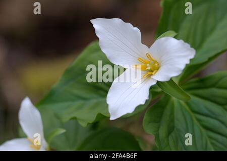 Western Trillium Trillium ovatum, Cowichan Valley, Vancouver Island, British Columbia, Canada Foto Stock