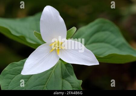 Western Trillium Trillium ovatum, Cowichan Valley, Vancouver Island, British Columbia, Canada Foto Stock