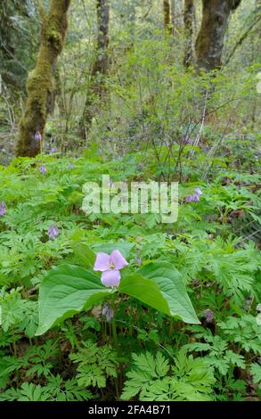 Western Trillium Trillium ovatum, Cowichan Valley, Vancouver Island, British Columbia, Canada Foto Stock