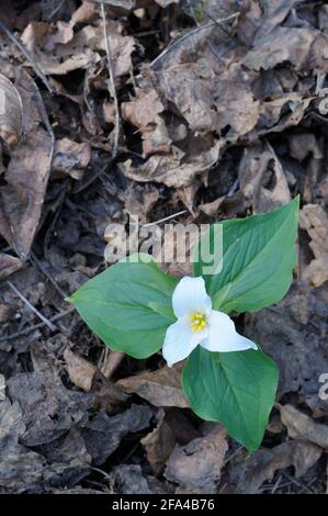 Western Trillium Trillium ovatum, Cowichan Valley, Vancouver Island, British Columbia, Canada Foto Stock