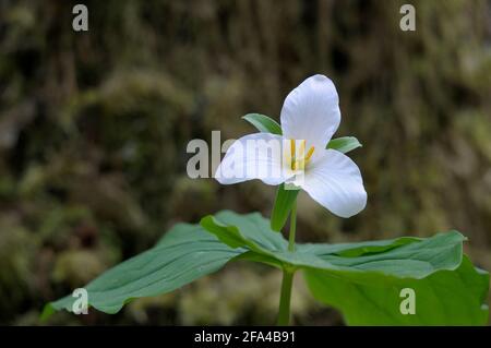 Western Trillium Trillium ovatum, Cowichan Valley, Vancouver Island, British Columbia, Canada Foto Stock