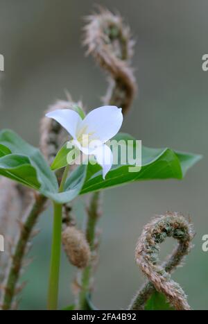 Western Trillium Trillium ovatum, Cowichan Valley, Vancouver Island, British Columbia, Canada Foto Stock