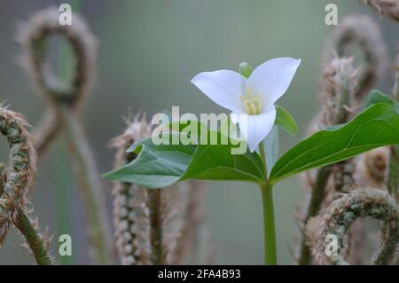 Western Trillium Trillium ovatum, Cowichan Valley, Vancouver Island, British Columbia, Canada Foto Stock