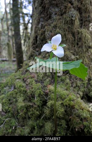 Western Trillium Trillium ovatum, Cowichan Valley, Vancouver Island, British Columbia, Canada Foto Stock