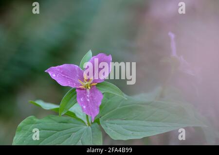 Western Trillium Trillium ovatum, Cowichan Valley, Vancouver Island, British Columbia, Canada Foto Stock