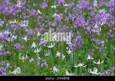 Cowichan Garry Oak conserva i prati di fiori selvatici, Cowichan Valley, Vancouver Island, British Columbia. Foto Stock