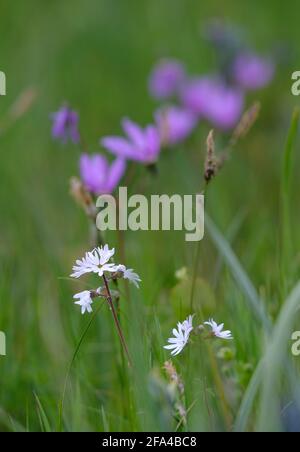 Cowichan Garry Oak Preserve, Cowichan Valley, Vancouver Island, British Columbia. Foto Stock