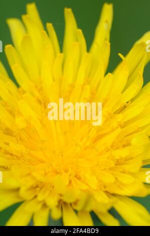 Dandelion, Cowichan Valley, Vancouver Island, British Columbia, Canada Foto Stock