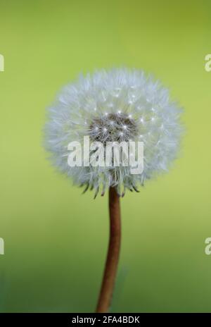 Dandelion, Cowichan Valley, Vancouver Island, British Columbia, Canada Foto Stock