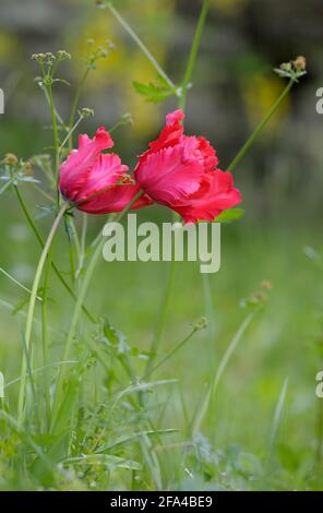 Tulip, Cowichan Valley, Vancouver Island, British Columbia, Canada Foto Stock