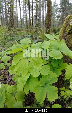 Foglie di vaniglia Achlys triphyla, Cowichan Valley, Vancouver Island, British Columbia, Canada Foto Stock