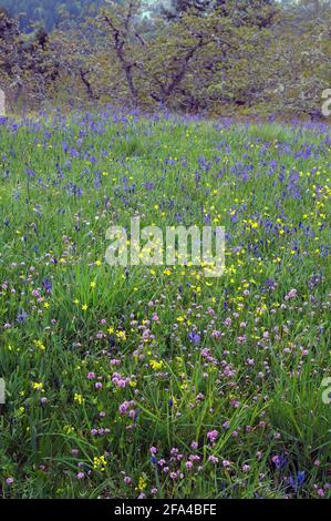 Wildflower Meadow, Cowichan Valley, Vancouver Island, British Columbia, Canada Foto Stock