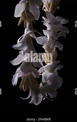 White Floral Lei Wreath occasione celebrativa Foto Stock