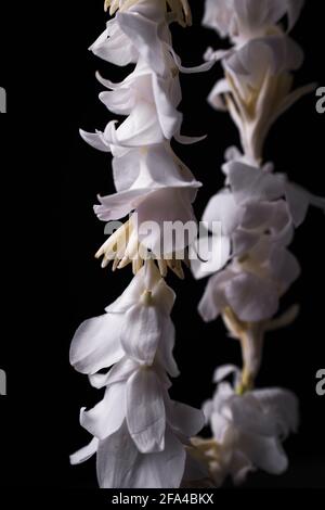 White Floral Lei Wreath occasione Foto Stock