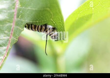 Un closeup macro su un monarca Butterfly caterpillar mangiare una foglia di pianta di alghe in un giorno d'estate. Foto Stock