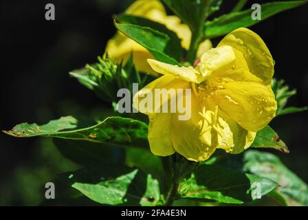 Rampione tedesco fiore giallo al sole - Oenotera biennis, Primrose sera Foto Stock