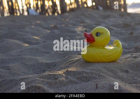 Piccola anatra gialla sulla sabbia in una giornata di sole. Foto Stock