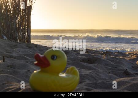 Piccola anatra gialla sulla sabbia in una giornata di sole. Foto Stock