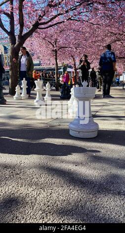 Un gruppo di persone che giocano a scacchi per strada in un parco . Foto di alta qualità Foto Stock