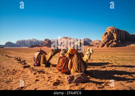 Camel nel Wadi Rum desert, Giordania Meridionale Foto Stock