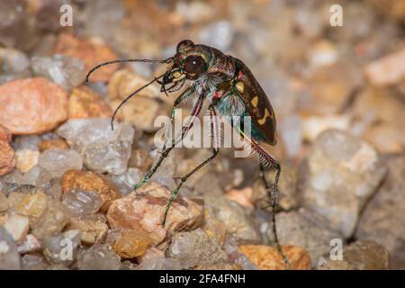 Tiger Beetle (Cicindela duodecimguttata) a dodici puntate coglie la preda nella zona sabbiosa lungo East Plum Creek, Castle Rock Colorado USA. Foto scattata nel mese di settembre Foto Stock