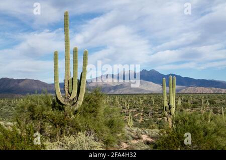 Il saguaro, Carnegia gigantea è un cactus del deserto di sonora dell'Arizona. È considerato il re del cactus, cresce lentamente, potrebbe vivere 200 anni, c. Foto Stock