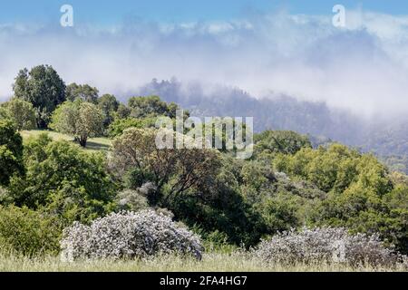 Nebbia che si avvolge sulle montagne di Santa Cruz attraverso il Foothills Park. Santa Clara County, California, Stati Uniti. Foto Stock