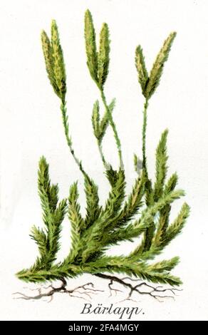 club Moss / Lycopodium clavatum / Bärlapp, Keulen- / Health book, 1911) Foto Stock