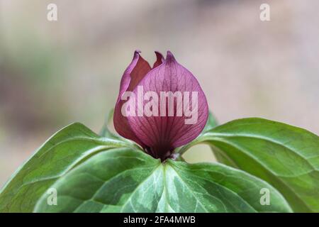 trillium rosso fiore (Trillium recurivatum) in Iowa Foto Stock