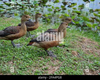 Gruppo di anatra fischiante Lesser in piedi su terra sterrata al lago, quattro anatre marroni sul prato, uccello d'acqua al Parco Nazionale Khao Sam Roi Yot Foto Stock