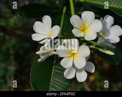 Plumeria fiorisce sull'albero , fiore bianco frangipani con foglia su sfondo verde, freschezza delle piante Foto Stock