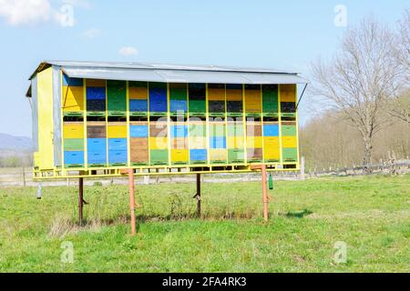 Fila di antichi alveari in legno colorato nel rimorchio Foto Stock