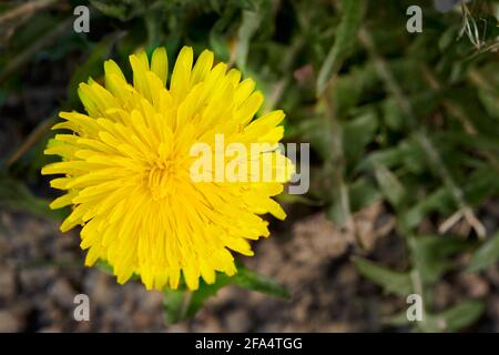 Singolo fiore comune di dente di leone, taraxacum officinale. Foto Stock