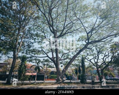 Big Rain Tree sulla strada nella zona della città vecchia di Chiang mai Foto Stock