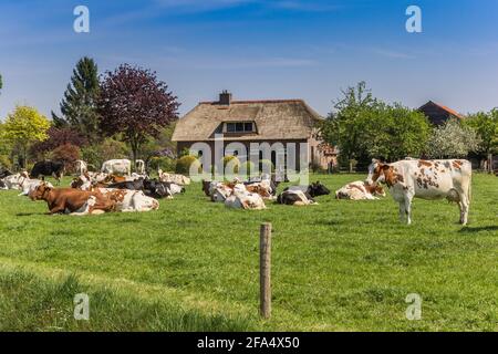 Mucche di fronte a una casa tradizionale a Overijssel, Paesi Bassi Foto Stock