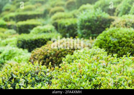 Buxus. Piante verdi decorative in un giardino, foto di sfondo Foto Stock